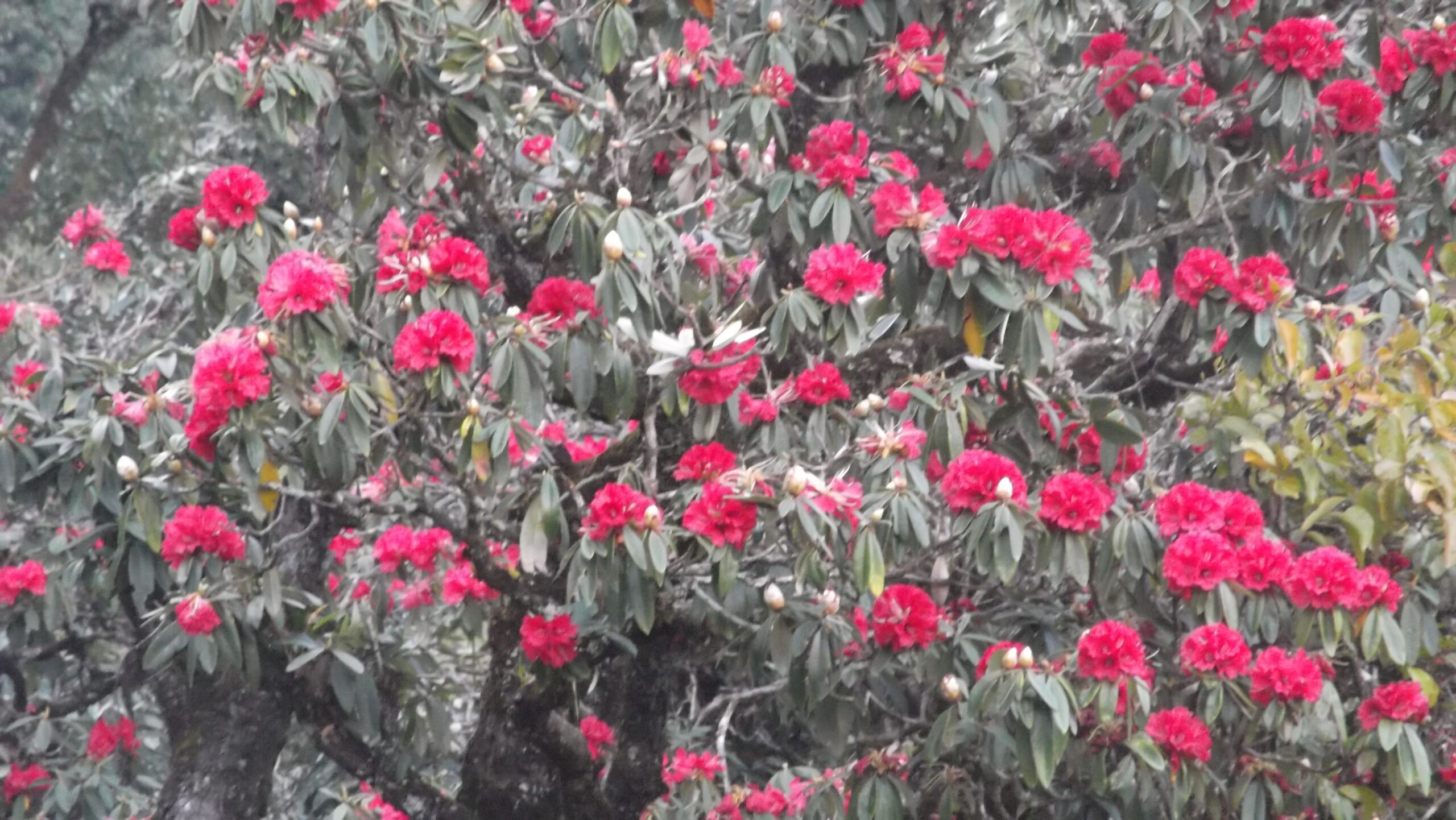 Top 10 best activities to do in Nepal