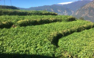 Top 20 Questions About Hiking in Nepal: Best Guide to Trekking in Nepal