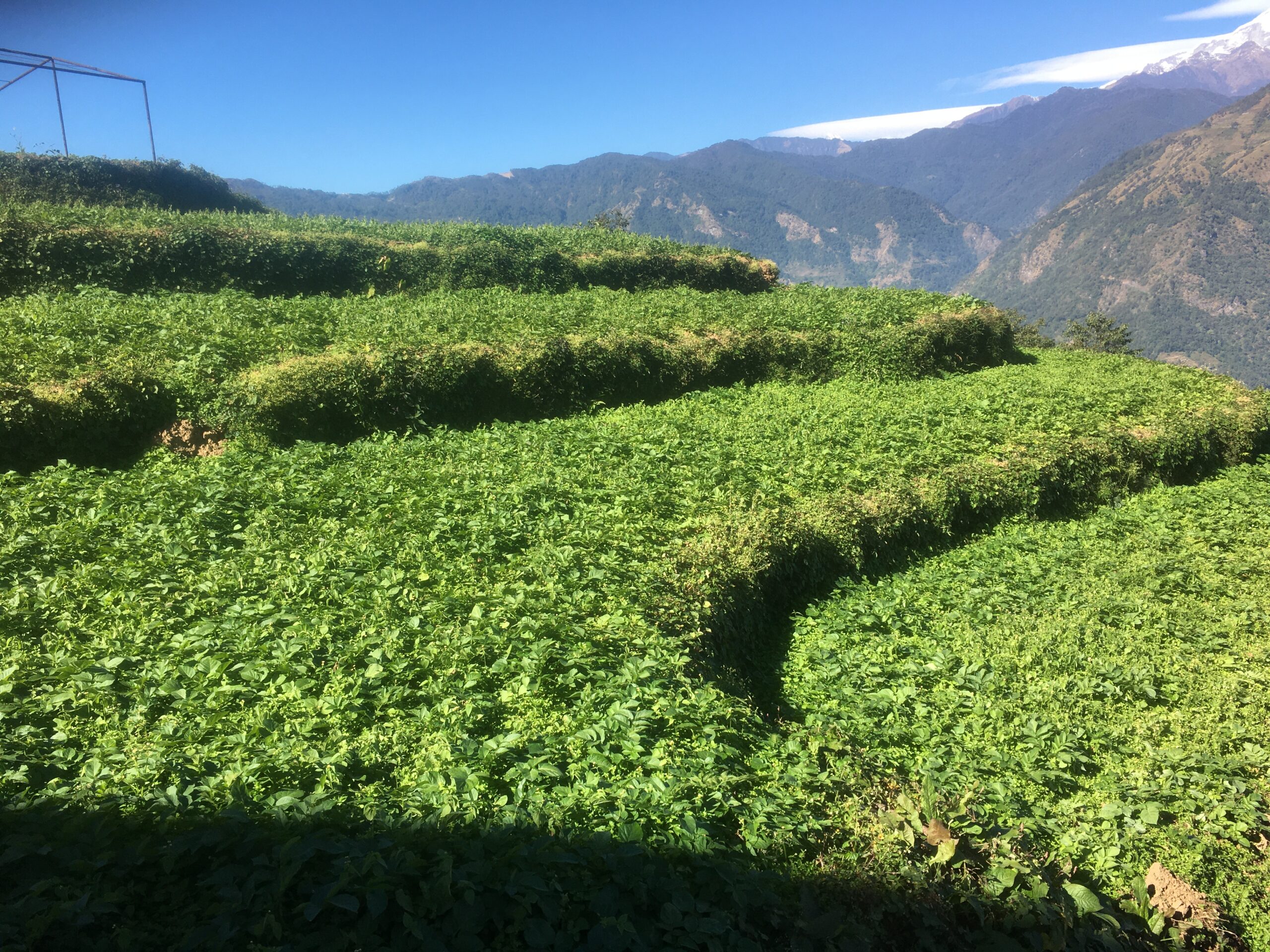 Top 20 Questions About Hiking in Nepal: Best Guide to Trekking in Nepal